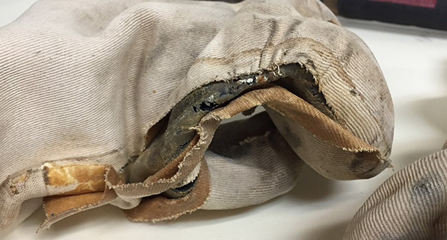 Close up of a torn dive suit glove before conservation treatment.
